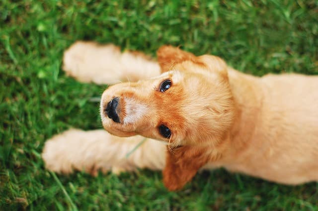 Companion Dogs for Medium-Sized Apartment