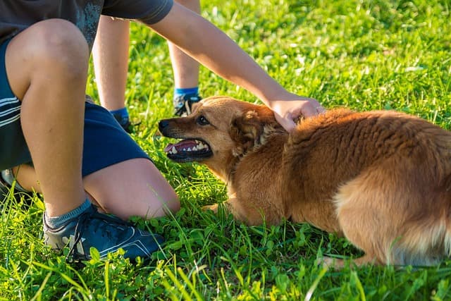 dog