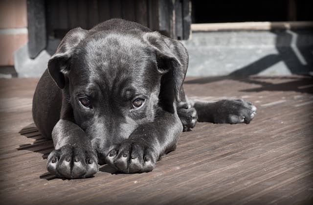 Urgent Veterinary Care: Signs that Should Not Be Ignored