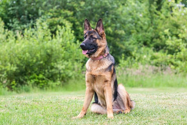 The Three Most Intelligent Dog Breeds According to Cynologists