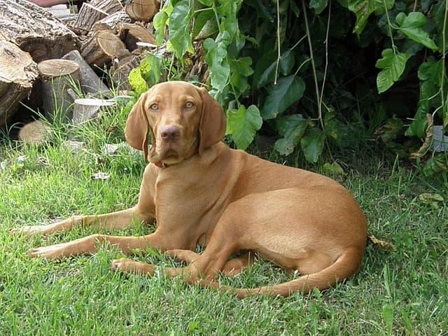 5 Dog Breeds for Active People and Sports Lovers