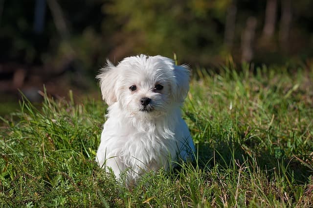 How to Choose the Right Puppy and What to Ask the Breeder?